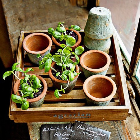 rustic-seedling-pots-with-seeds.jpg