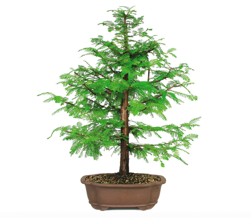 Dawn_Redwood_Bonsai.png