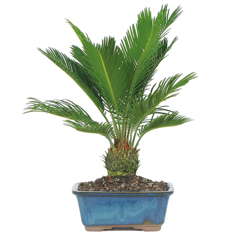 Sago_Palm-Tree.jpeg