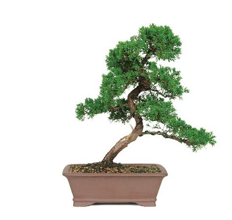 Shimpaku_Juniper.jpg