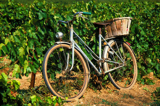 bicycle-vineyard-tour-1.jpg
