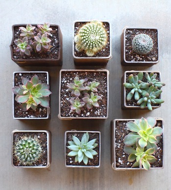 square_garden_planters-1.jpg